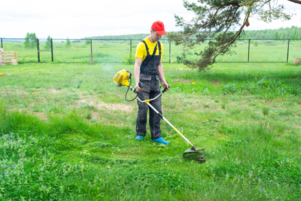grass cutting